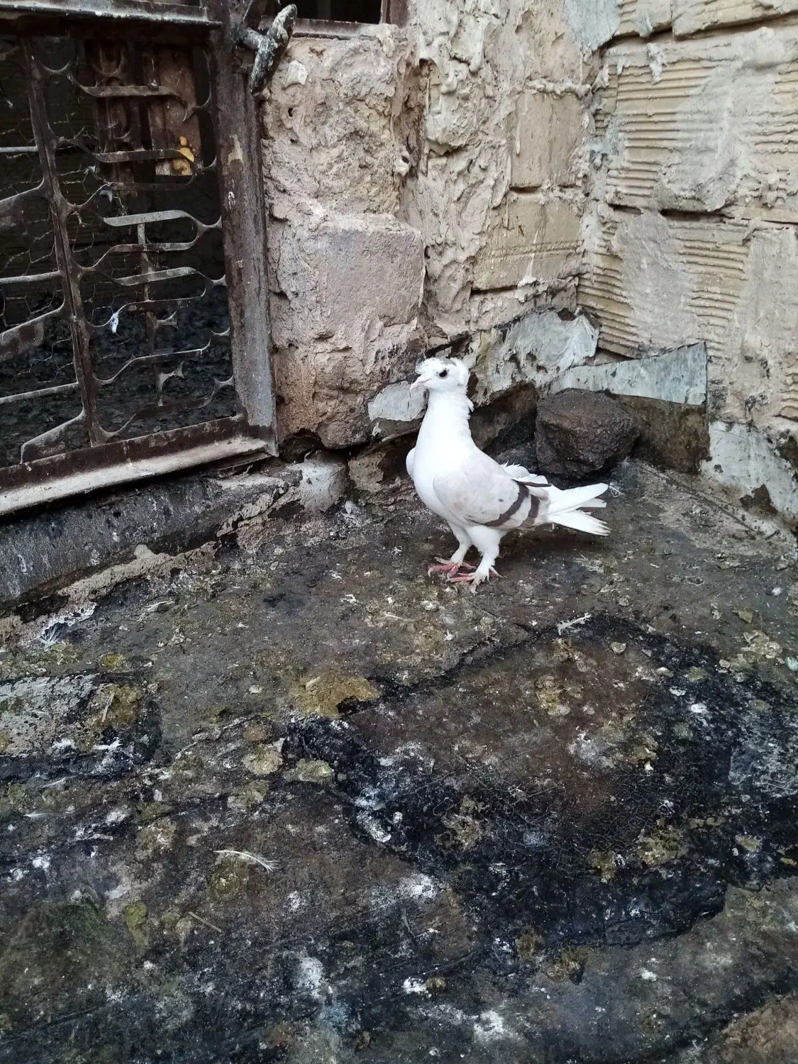 ماد گلی|پرنده|تربتحیدریه, داروپخش|دیوار