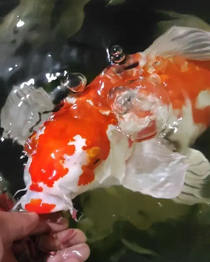 زیبایی و آرامش با ماهی کوی|ماهی|اصفهان, تیران|دیوار