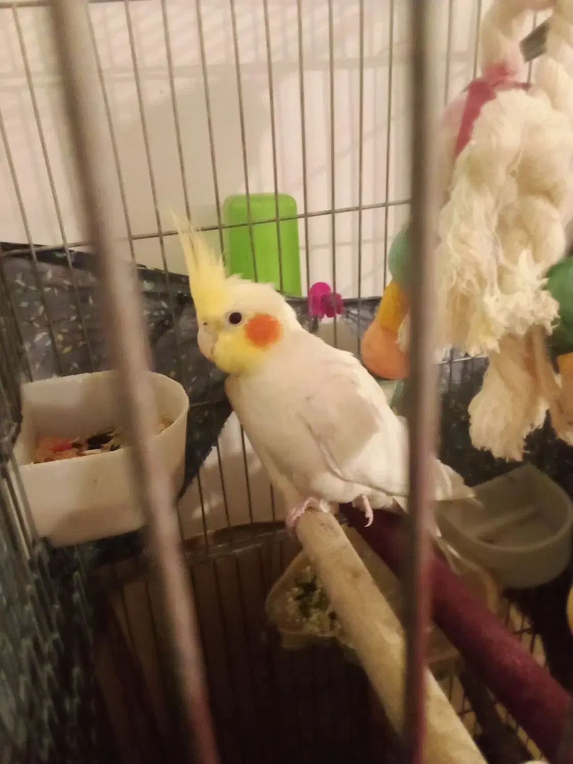 یک عدد عروس هلندی جوجه|پرنده|تهران, دستغیب|دیوار