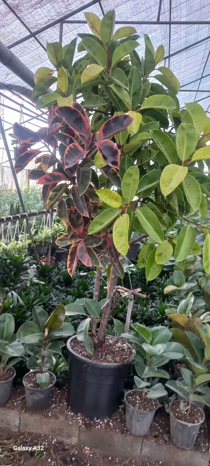 فروش گلهای فضای باز وآپارتمانی زیر قیمت بازار|گل و گیاه طبیعی|عباس‌آباد, |دیوار