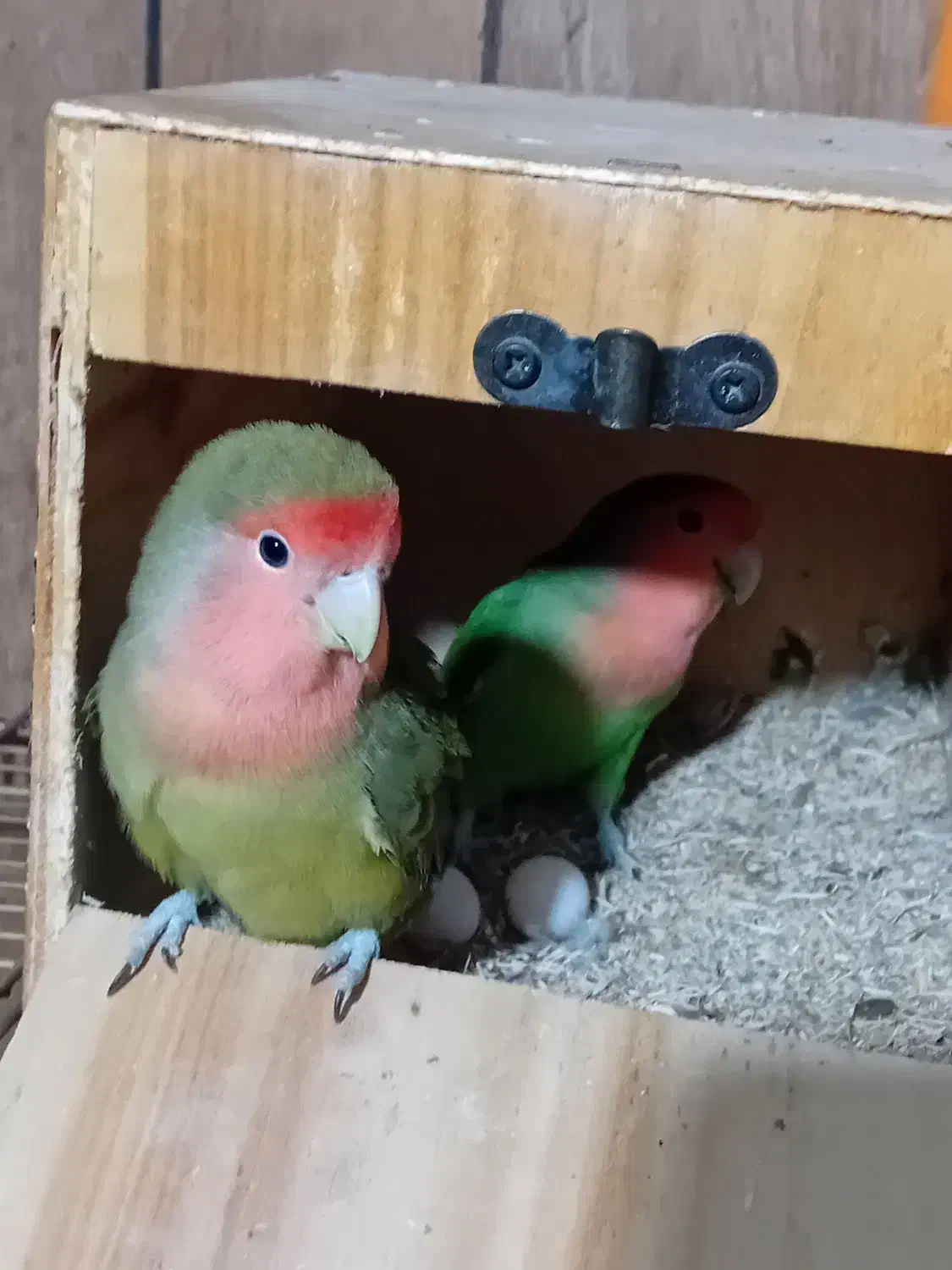 طوطی ملنگو و طوطی برزیلی و قفس و پایه|پرنده|بندرعباس, |دیوار