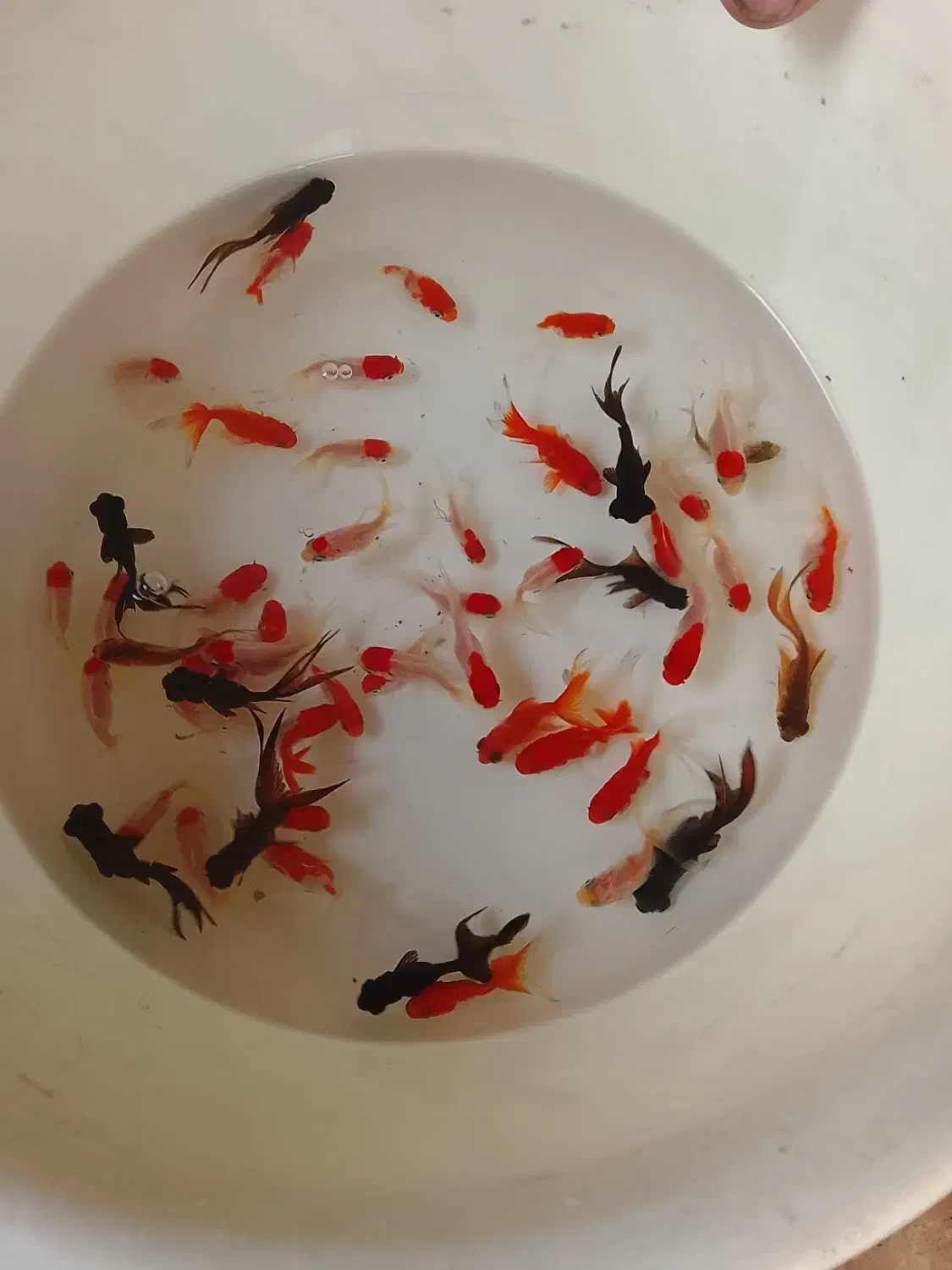 ماهی قرمز|ماهی|نیشابور, شهید بهشتی|دیوار