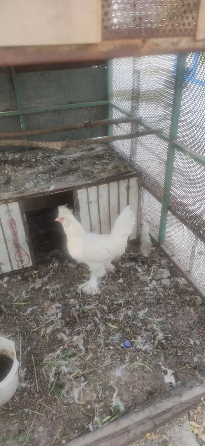 بوقلمون نر و ماده و خروس محلی|حیوانات مزرعه|شیراز, کیان آباد|دیوار