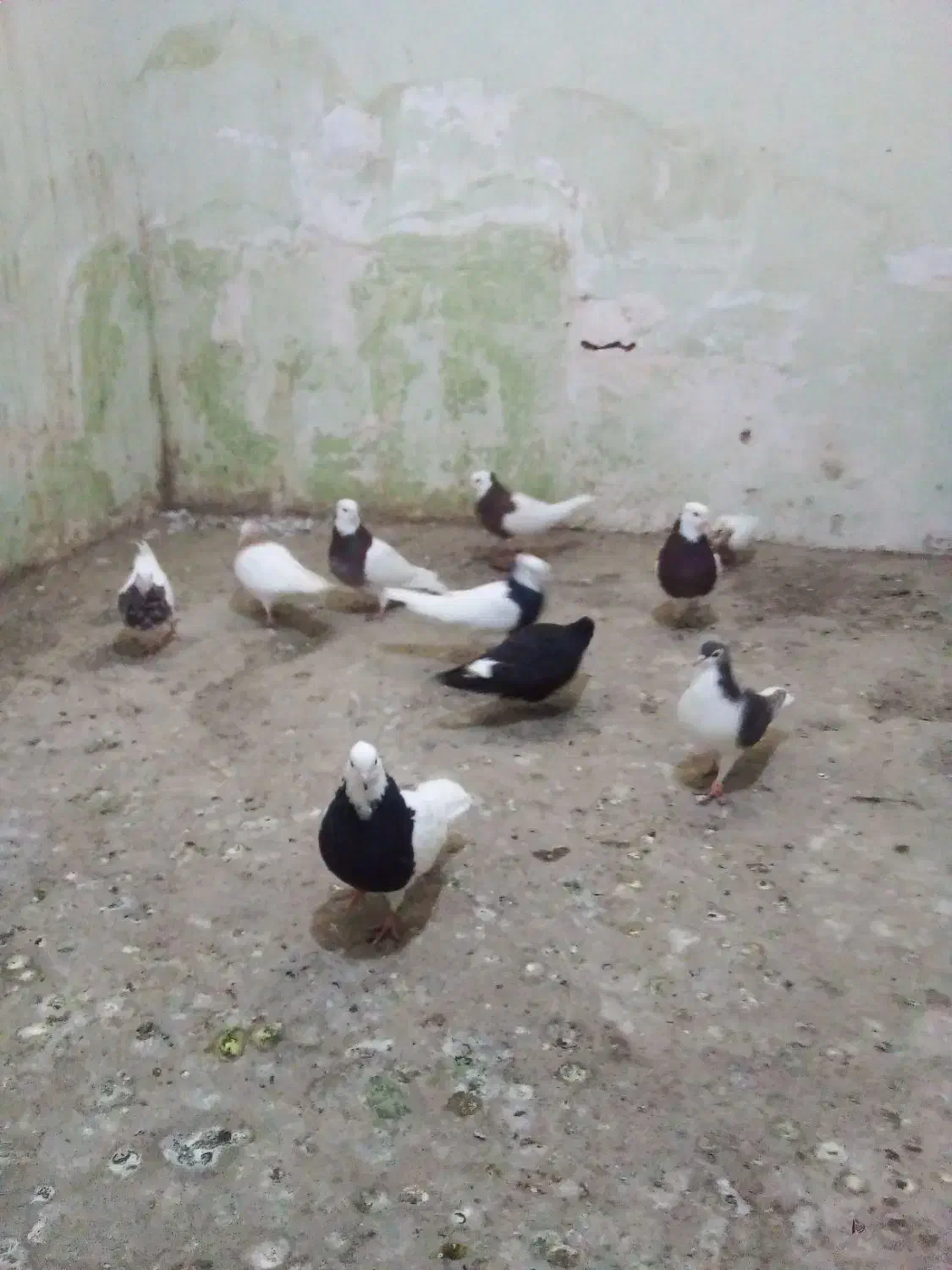 کبوتر|پرنده|سبزوار, کوی بهار|دیوار