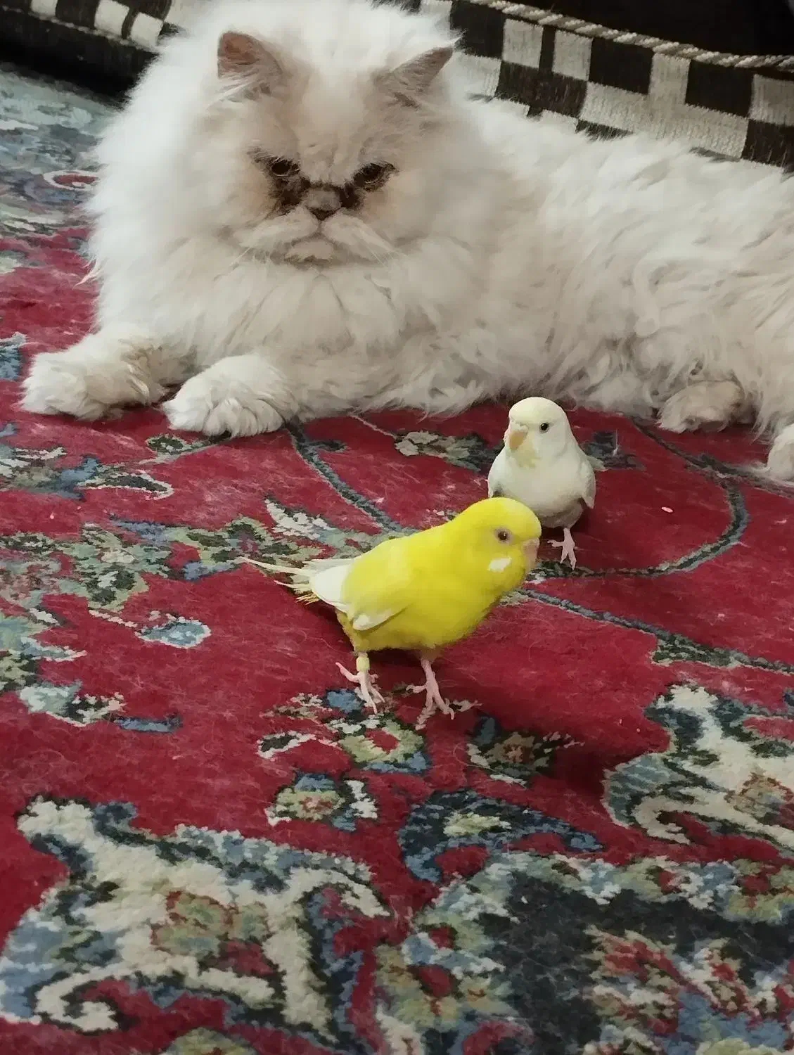 مرغ عشق دستی گم شده ناجی اباد|پرنده|کاشان, فاز ۲ ناجی آباد|دیوار