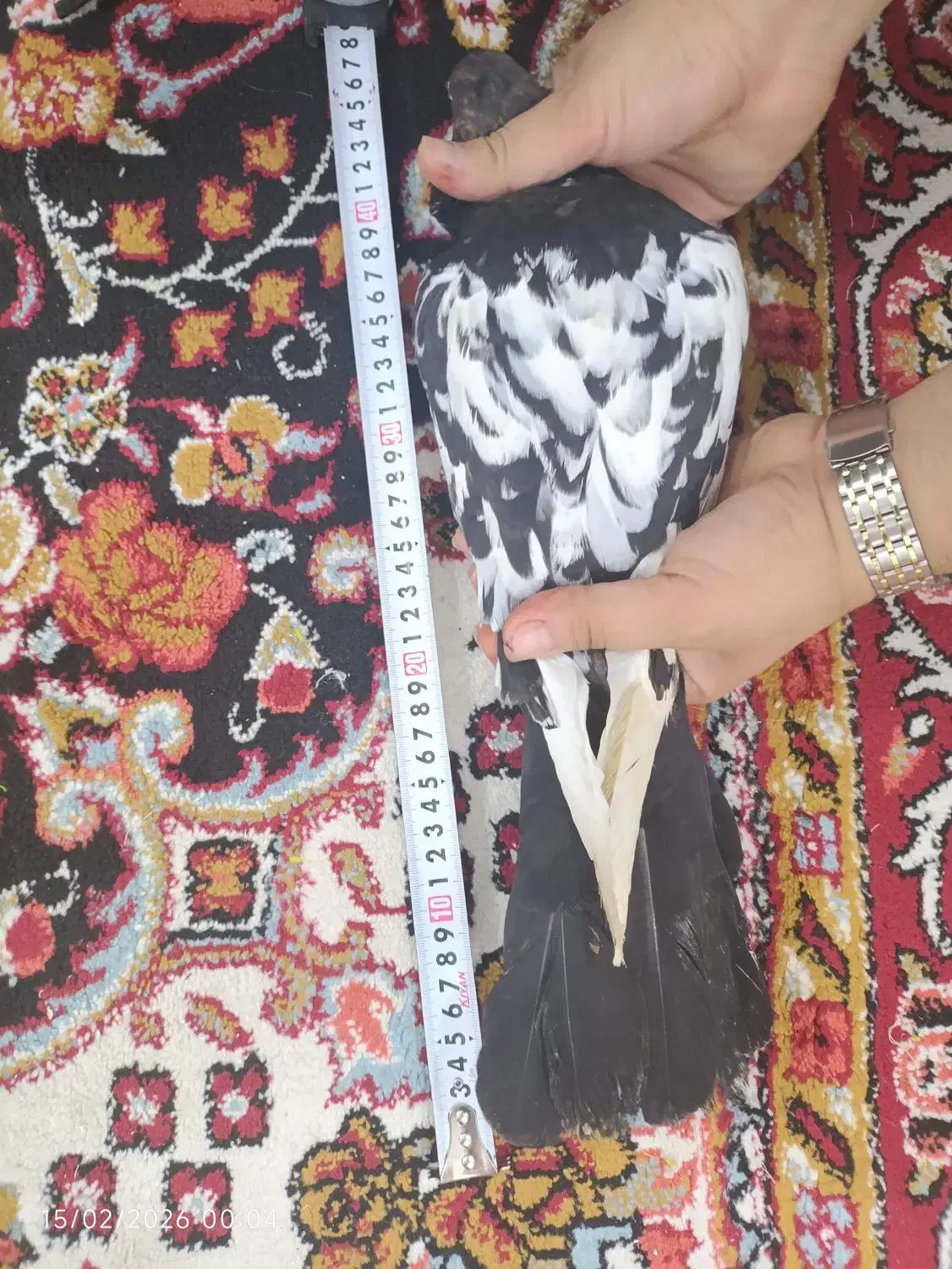 کبوتر|پرنده|چمران, |دیوار