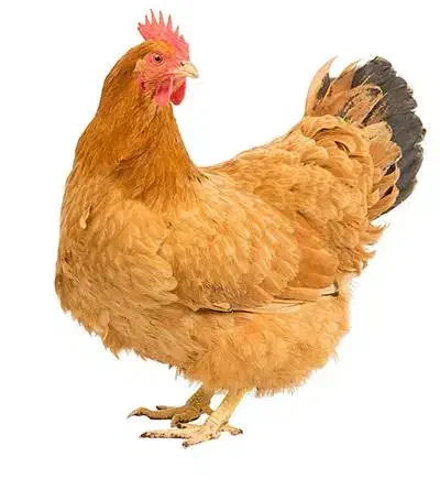 مرغ وبوقلمون|حیوانات مزرعه|کهک, |دیوار