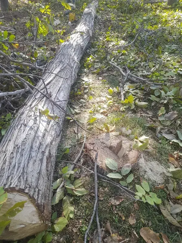 خرید چوب نقدی|خدمات باغبانی و درختکاری|بجنورد, |دیوار