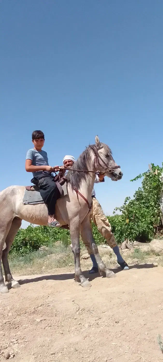 اسب|اسب و تجهیزات اسبسواری|قوچان, |دیوار