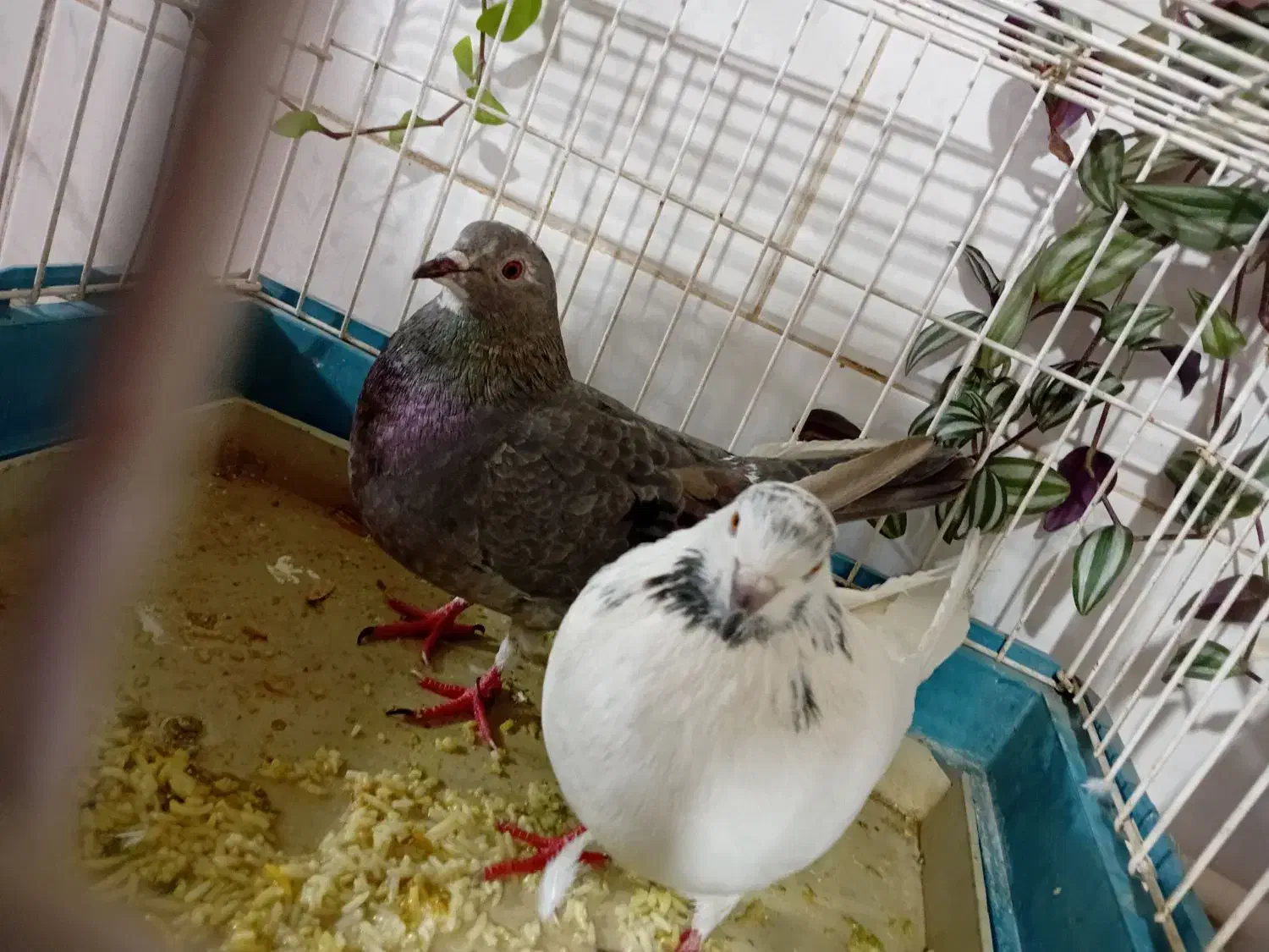 کبوتر|پرنده|سنقر, |دیوار