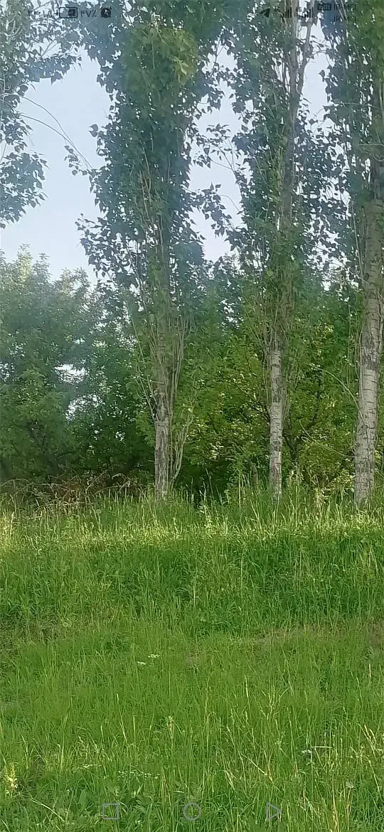 درخت قلمه تبریزی|گل و گیاه طبیعی|صومای برادوست, |دیوار