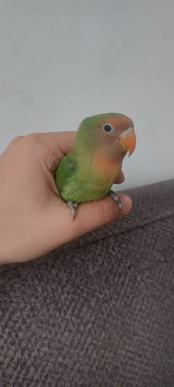 کوتوله برزیلی شیطون و دستی|پرنده|تربت جام, فاز ۳ فرهنگیان|دیوار