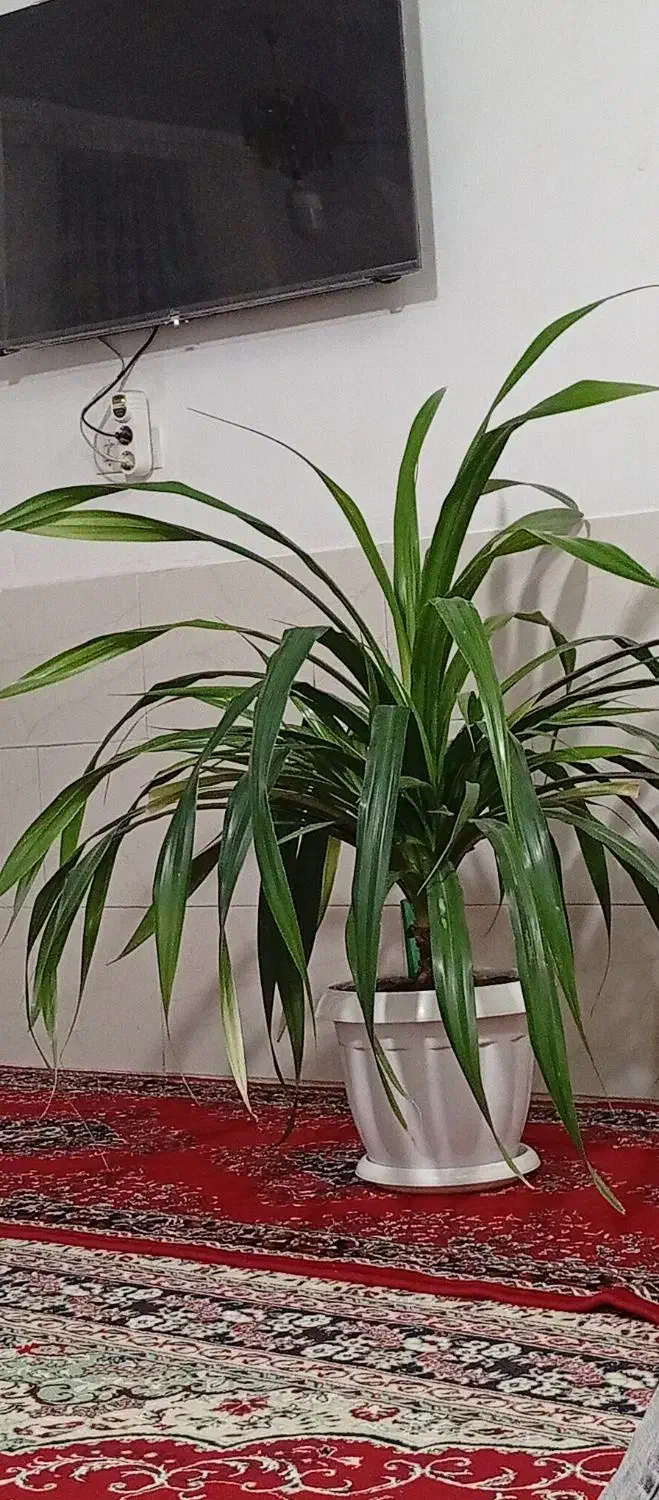 گل پاندانوس|گل و گیاه طبیعی|نیشابور, رحمت آباد|دیوار