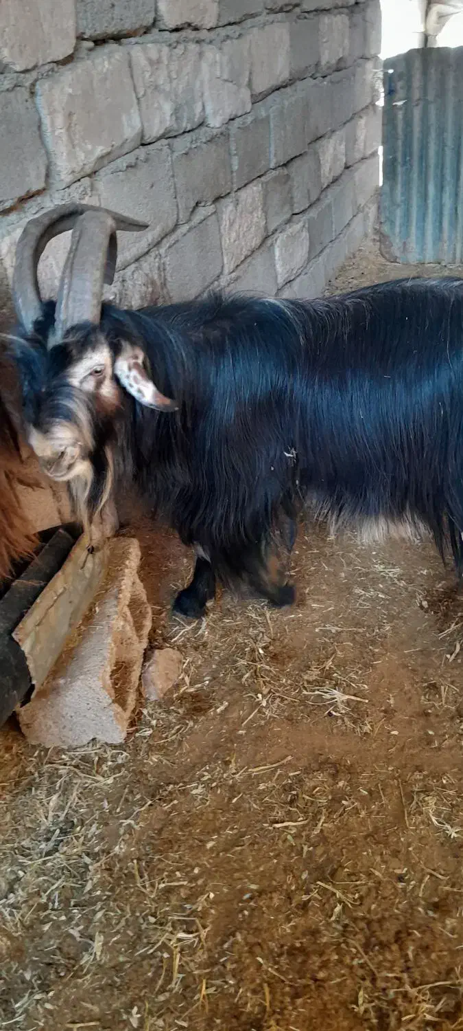 ا عدد دوبر روزگاری ...|حیوانات مزرعه|گتوند, |دیوار