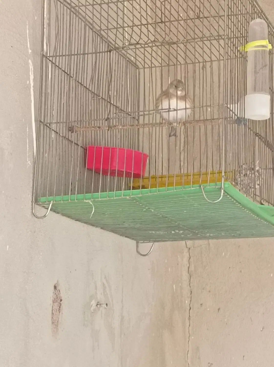 سهره قناری|پرنده|اسدآباد, |دیوار