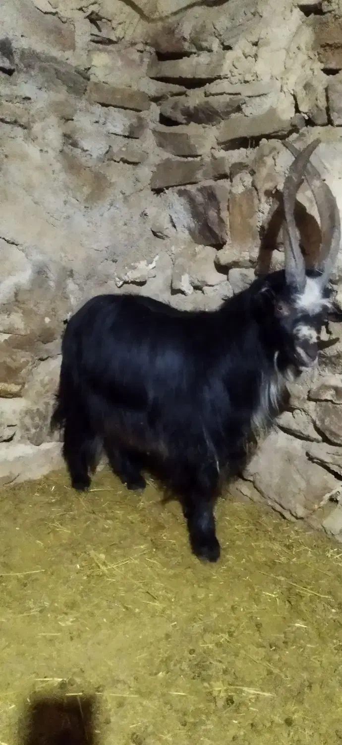 بز شاخ انبری قمی اصل ریش سفید|حیوانات مزرعه|مهاجران, |دیوار