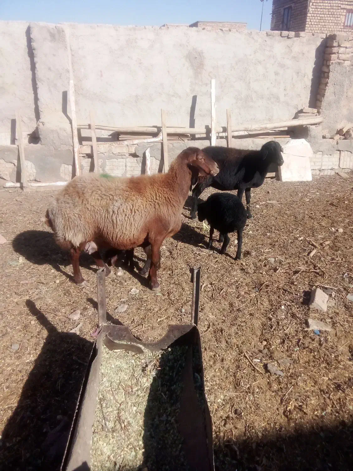 2راس میش زایده با3راس بره اوست|حیوانات مزرعه|نیشابور, مبارکه|دیوار