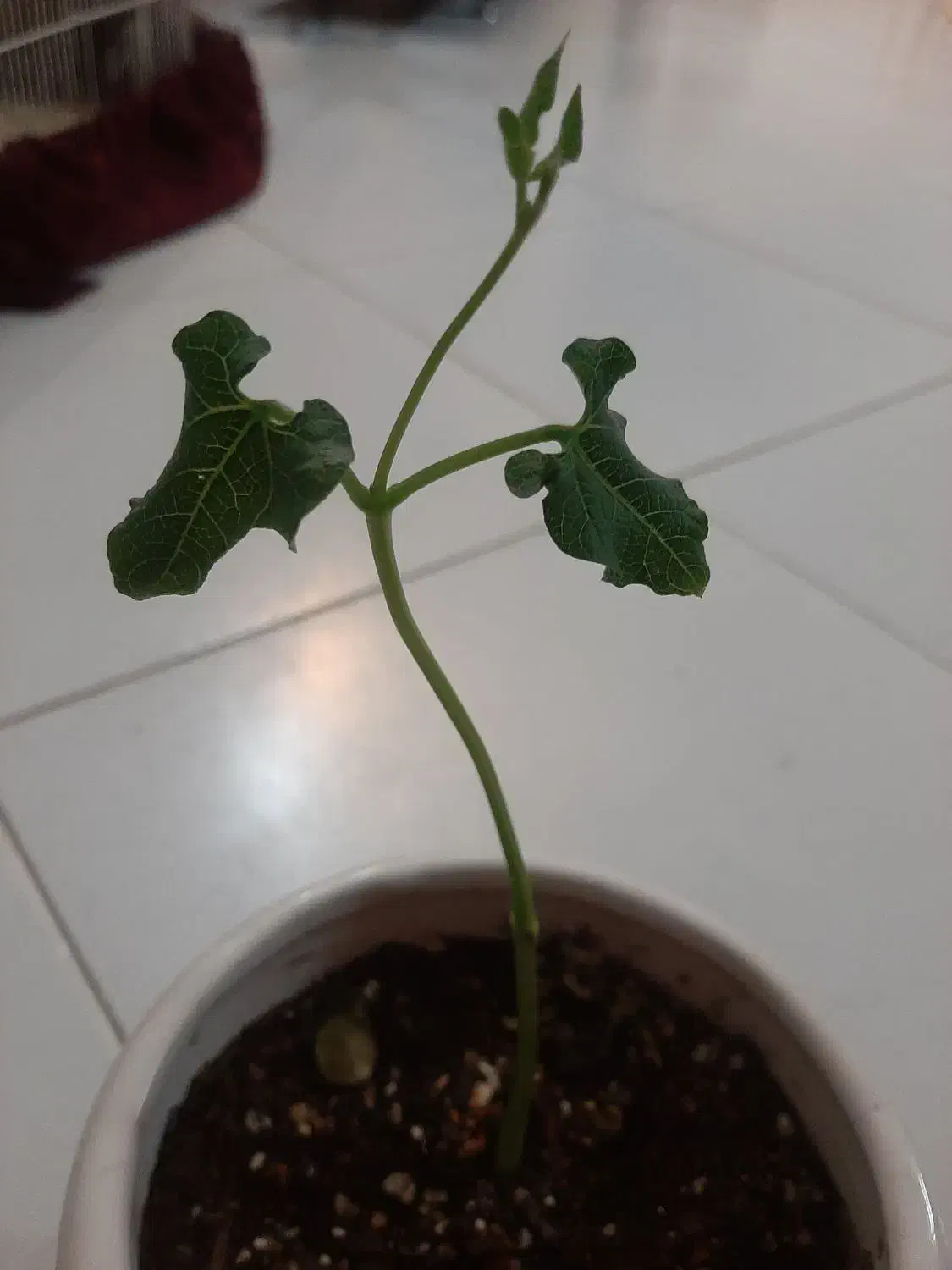 لوبیا سحر امیز و بنسای|گل و گیاه طبیعی|شیراز, سجادیه|دیوار