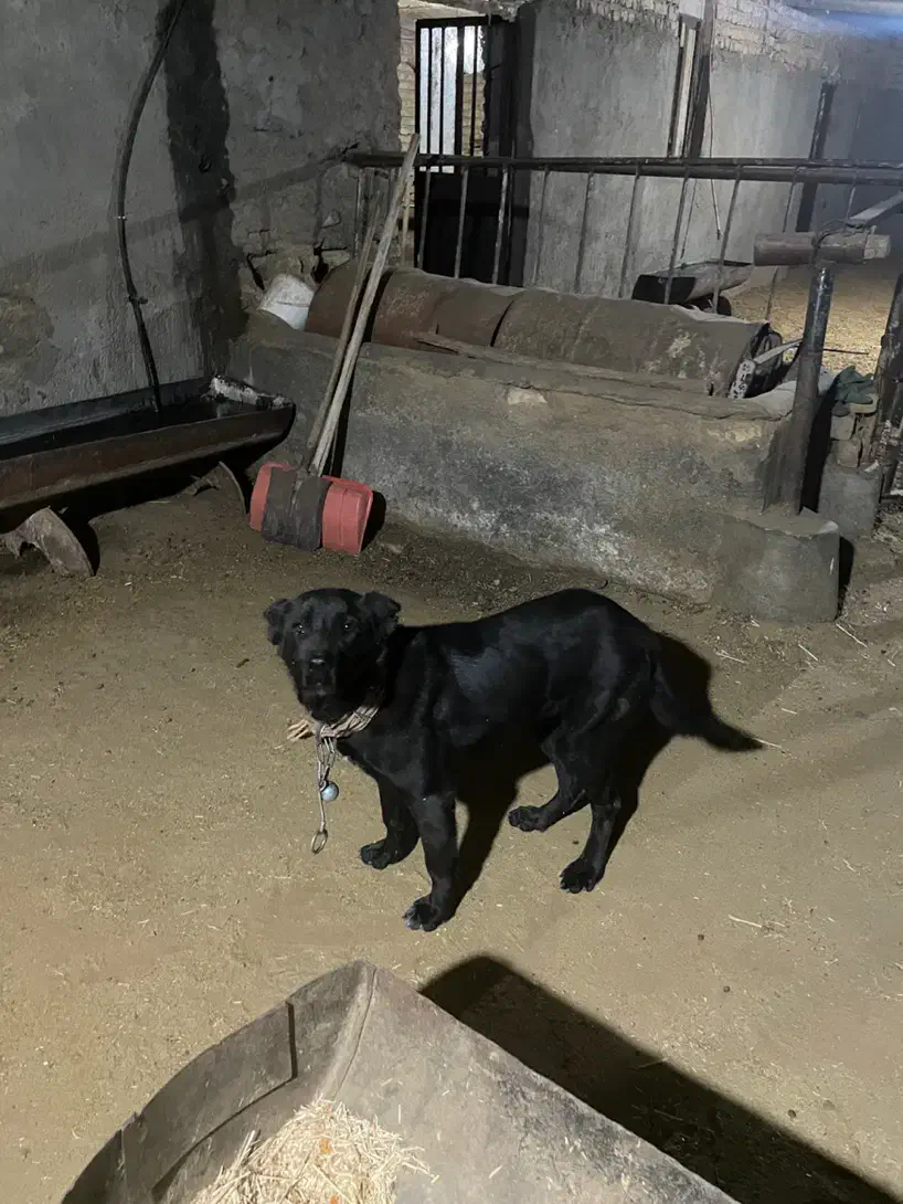 واگذاری سگ|سگ|مشهد, احمدآباد|دیوار