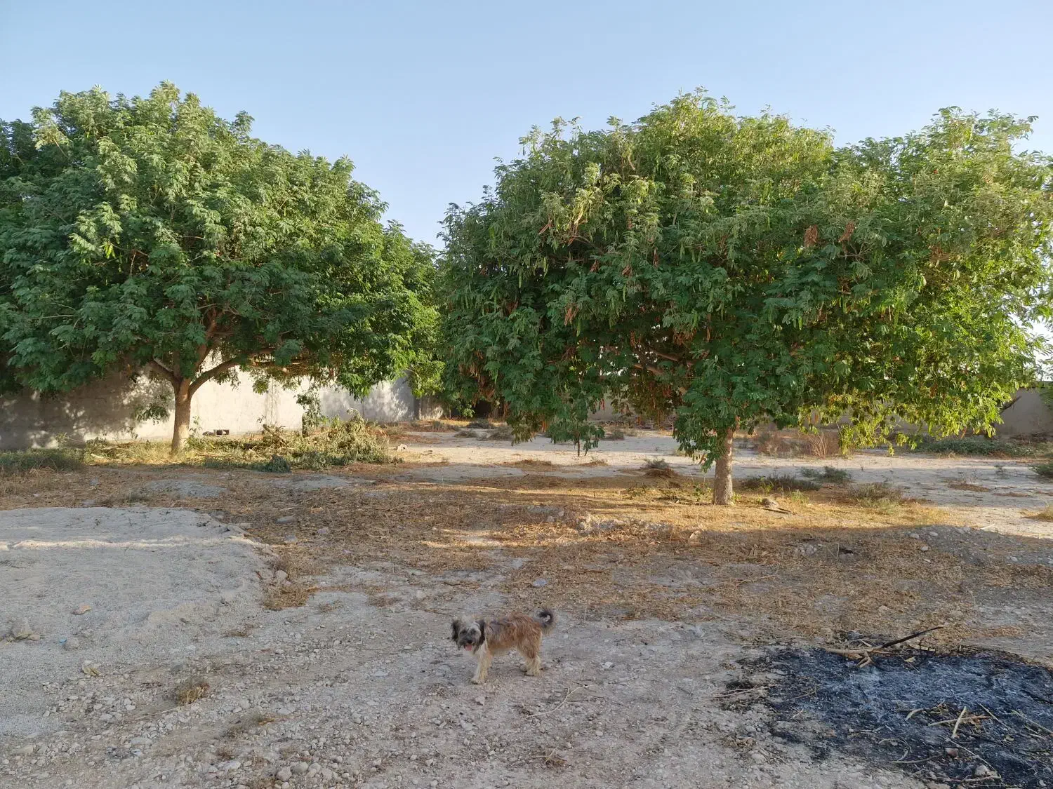باغ شهری روستای چاه عربی اتوبان بوشهر برازجان|فروش خانه و ویلا|برازجان, |دیوار