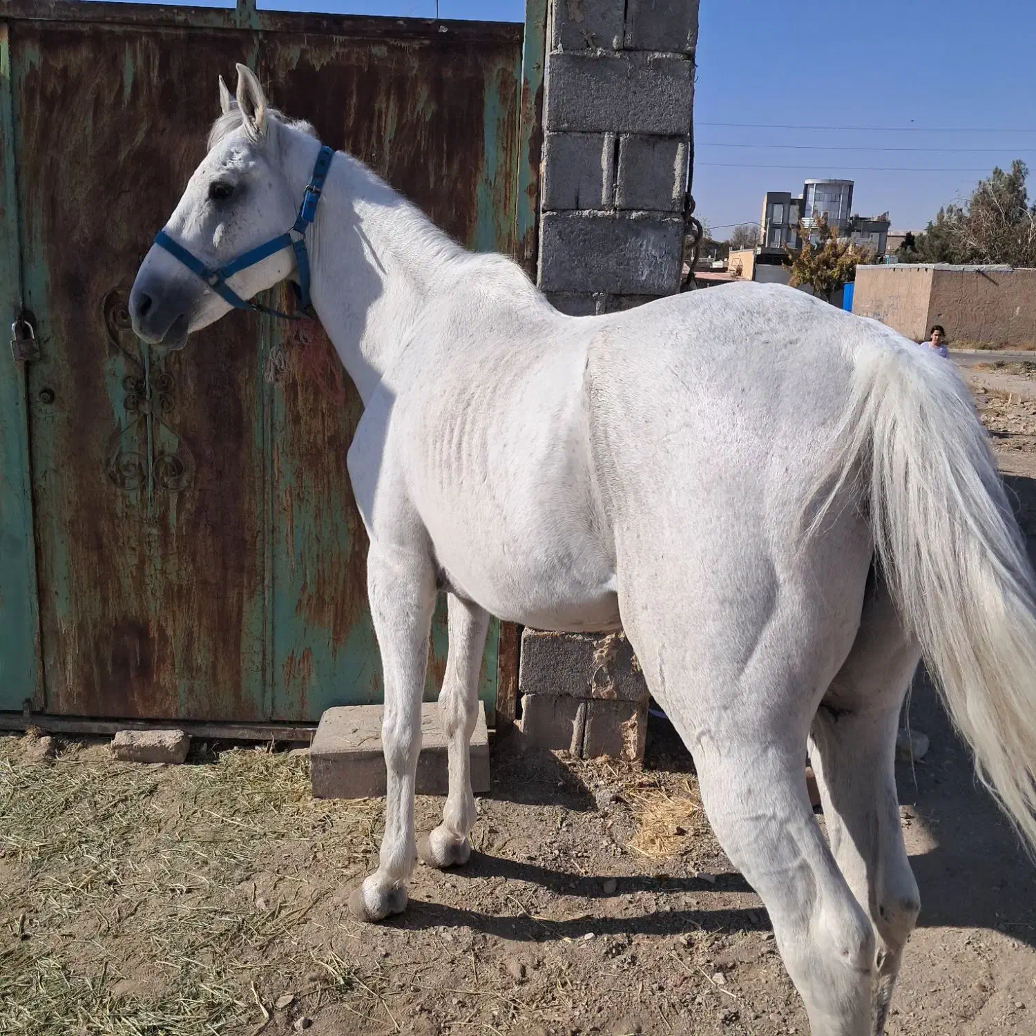 اسب|اسب و تجهیزات اسب‌سواری|هشتگرد, مدرس|دیوار