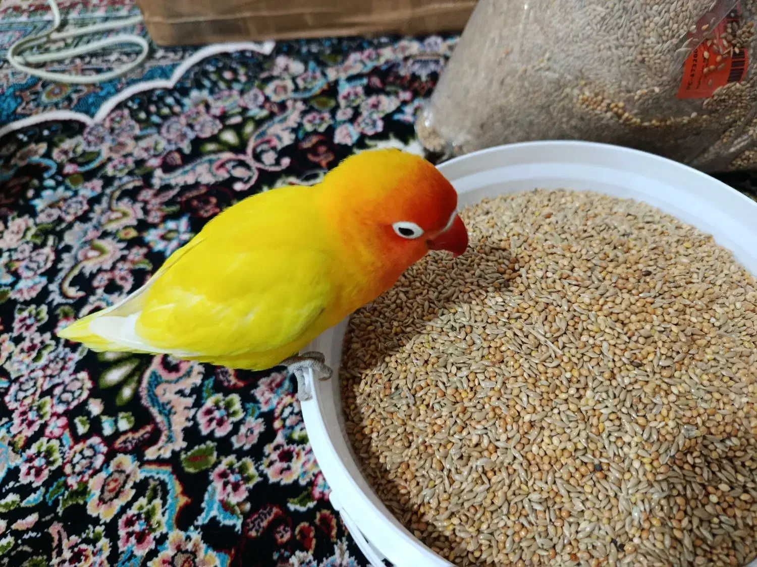 پرنده گمشده کنگان|حیوانات|بندر کنگان, |دیوار