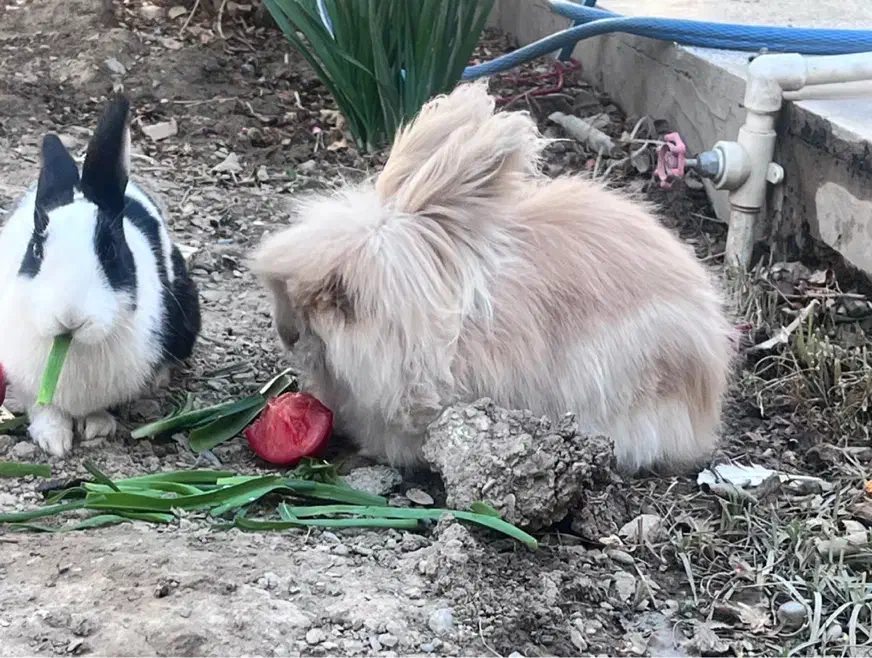 خرگوش جرسی|موش و خرگوش|خمینیشهر, |دیوار