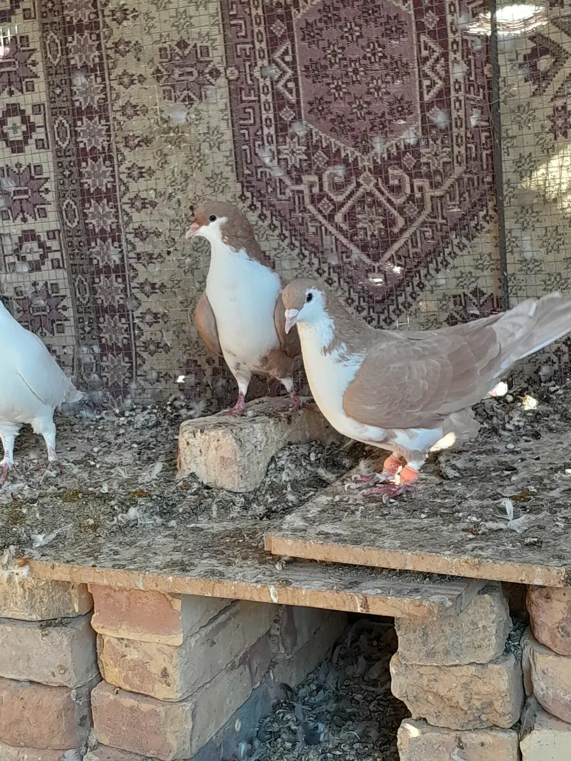 کبوتر پایین بخون بعد بیا|پرنده|سراوان, |دیوار