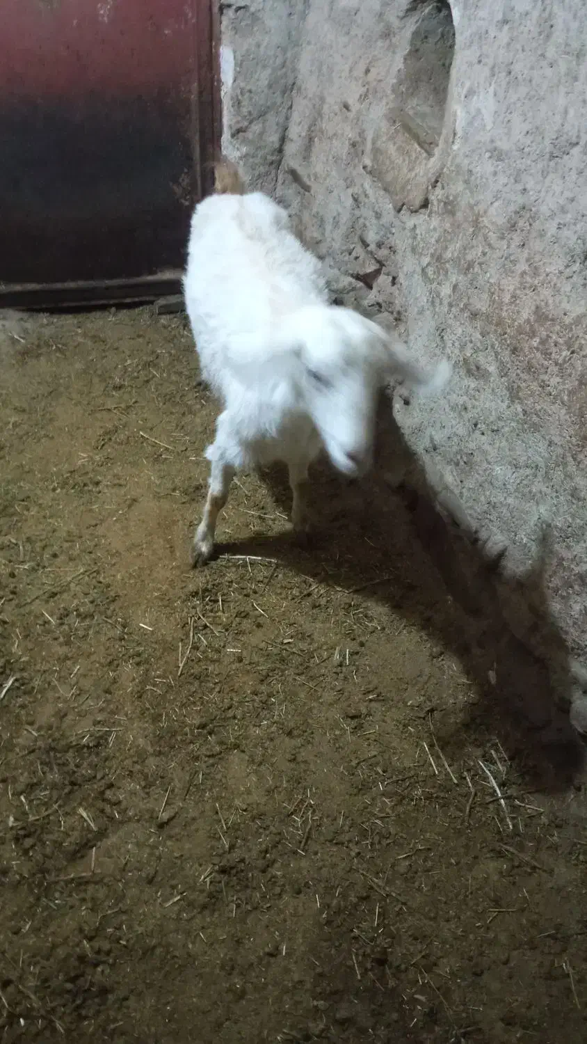 بز سانی|حیوانات مزرعه|همدان, |دیوار