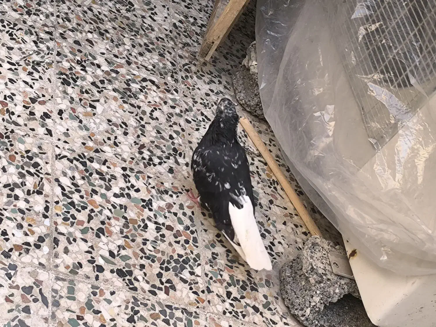 دم سفید|پرنده|شوشتر, |دیوار