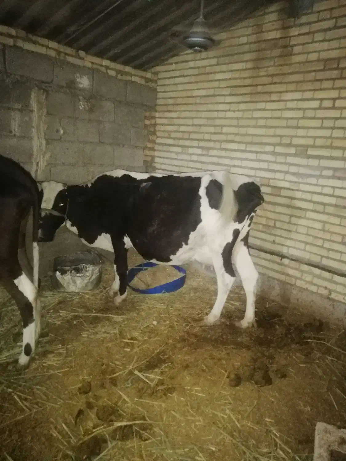 گاوباگوساله نر|حیوانات مزرعه|شادگان, |دیوار