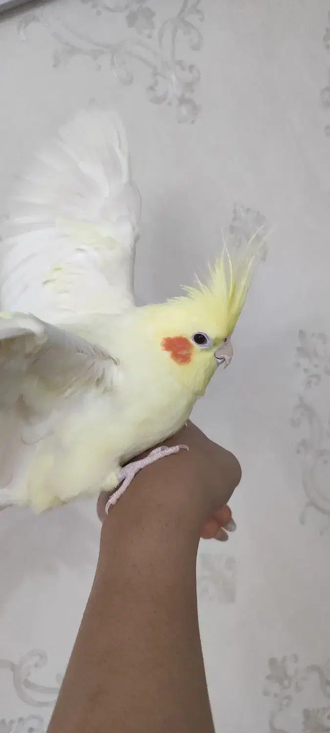 عروس هلندی|پرنده|پاکدشت, حصار امیر|دیوار