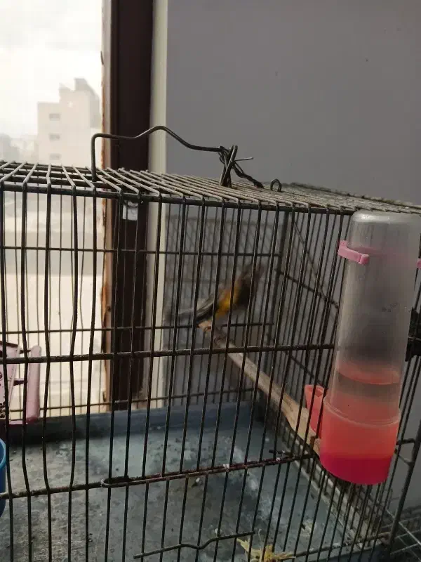 سهر امسالی جوجه قفس حلقه پا|پرنده|مبارکه, |دیوار