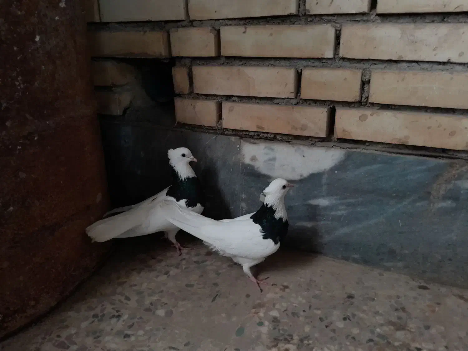 طوقی‌سیاه|پرنده|امیدیه, |دیوار