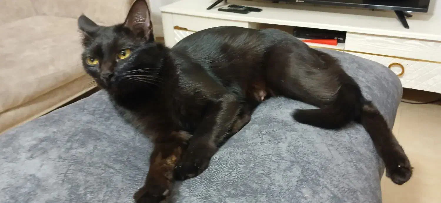 واگذاری پیشی مشکی dsh رایگان|گربه|آبیک, |دیوار