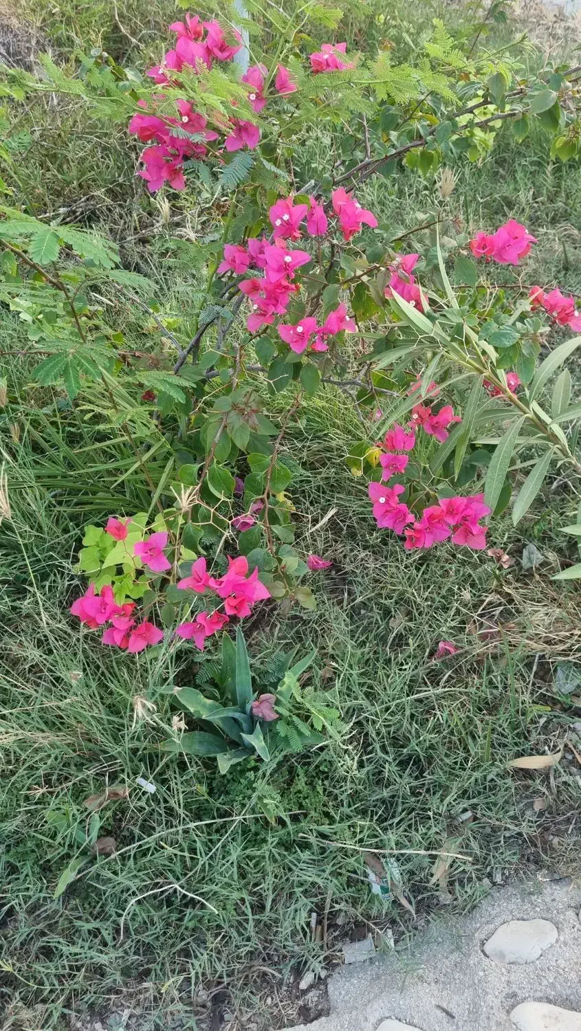 زمین مسکونی خورموج|فروش زمین و ملک کلنگی|خورموج, |دیوار