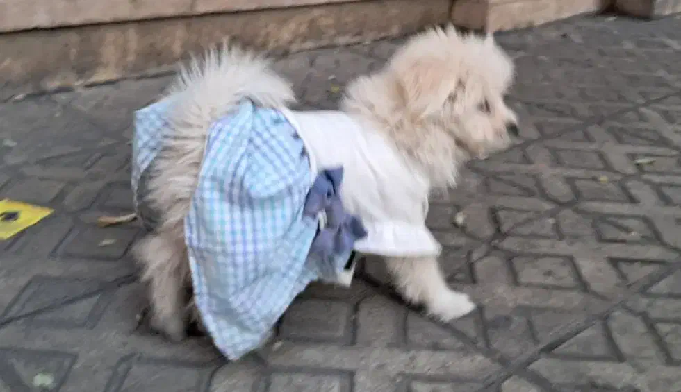 پودل|سگ|وحیدیه, |دیوار