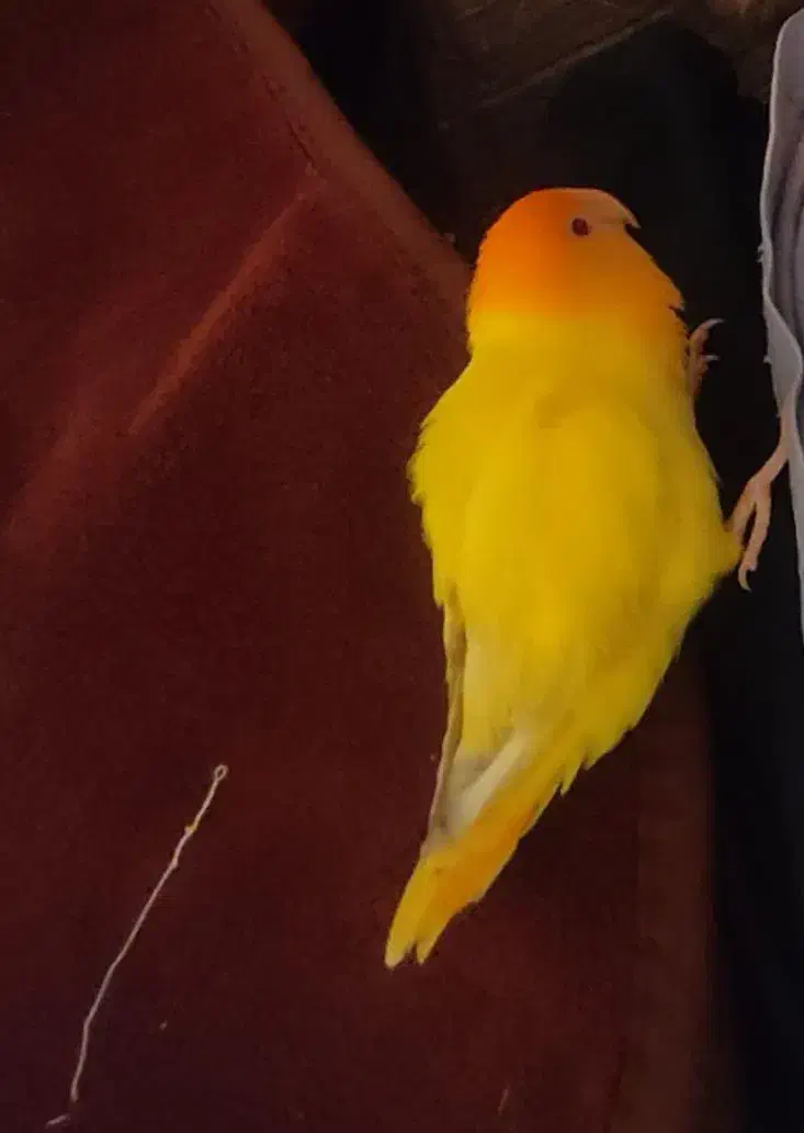 کوتوله برزیلی گمشده|پرنده|کهنوج, |دیوار