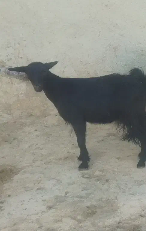 ۱عدد بزغاله ماد|حیوانات مزرعه|شیرین‌سو, |دیوار