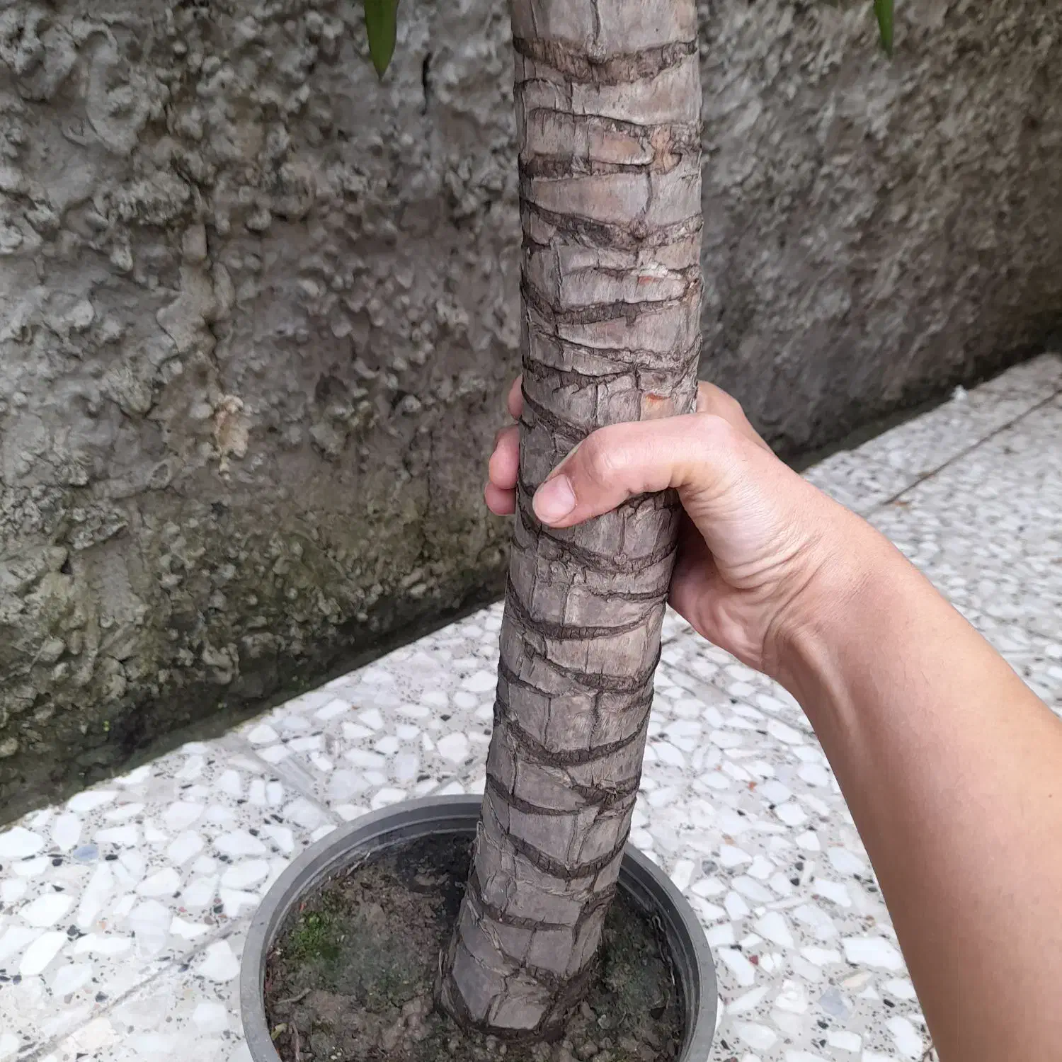 یوکا سالم ریشه پر فقط و فقط ۳۰۰|گل و گیاه طبیعی|آمل, |دیوار