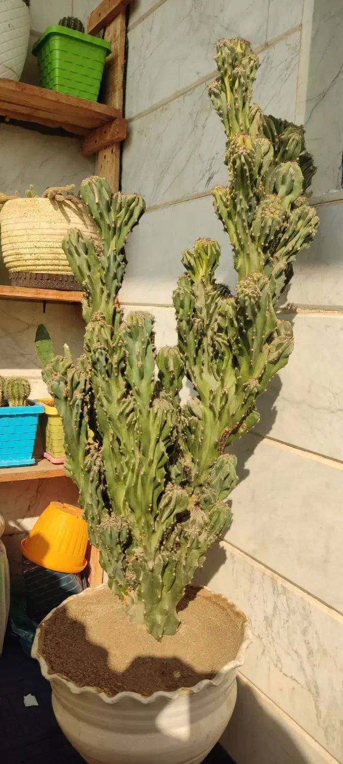 کاکتوس صخره‌ای پر ۷۵ سانتی فوق‌العاده پر و خاص|گل و گیاه طبیعی|قرچک, باقرآباد|دیوار