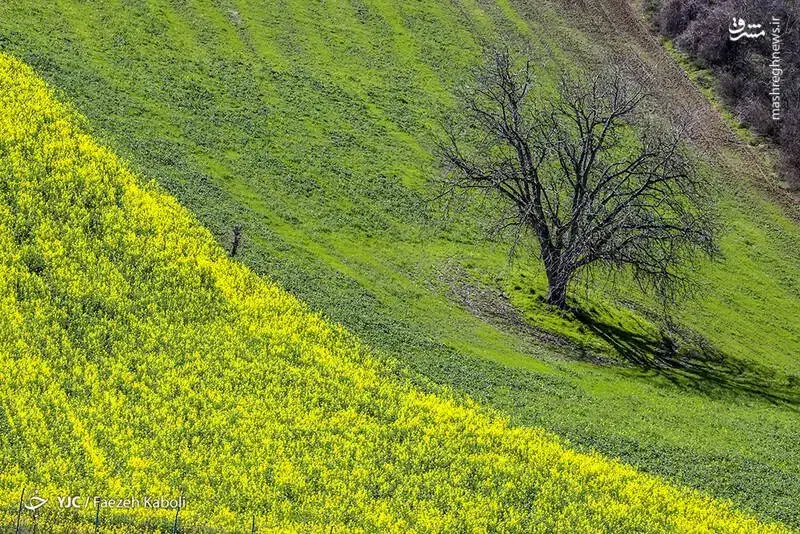 حراج سه عدد خط همراه اول -کم کارکرد و خوش ریتم|سیم‌کارت|بندر ماهشهر, |دیوار
