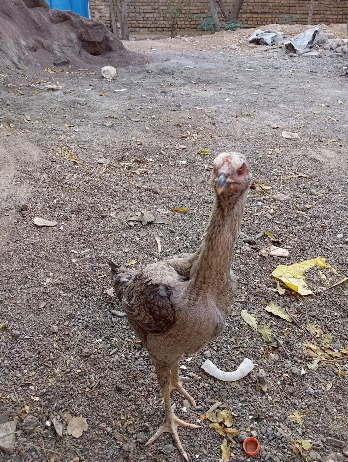 مرغ لاری|حیوانات مزرعه|تربت جام, پاسداران|دیوار