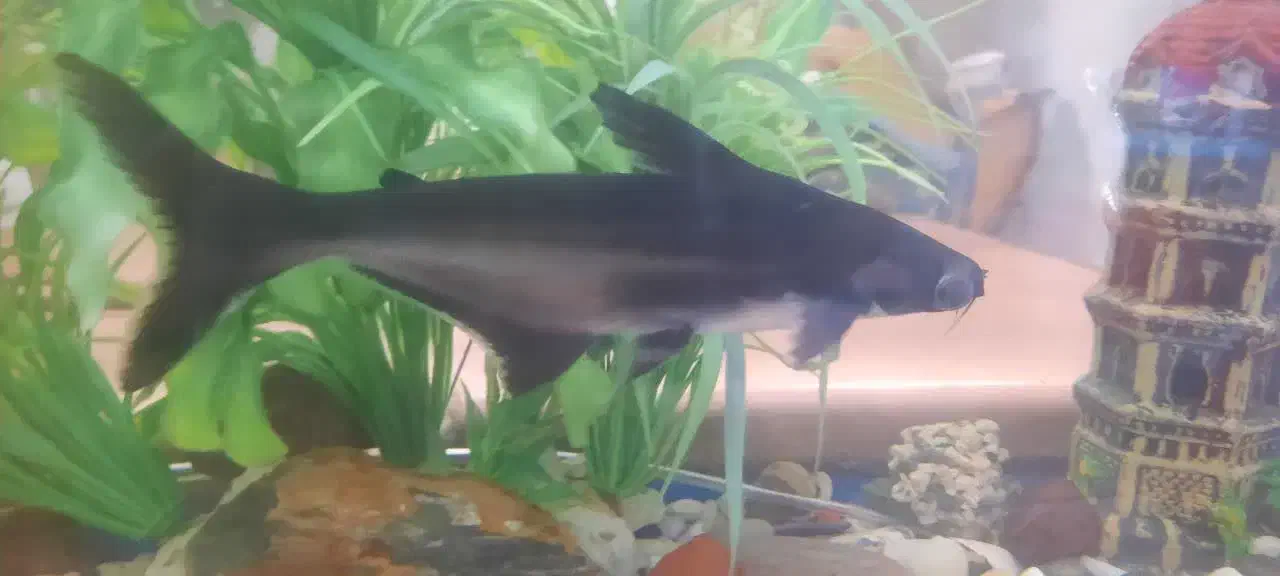 ماهی آکواریوم|ماهی|قم, انسجام|دیوار