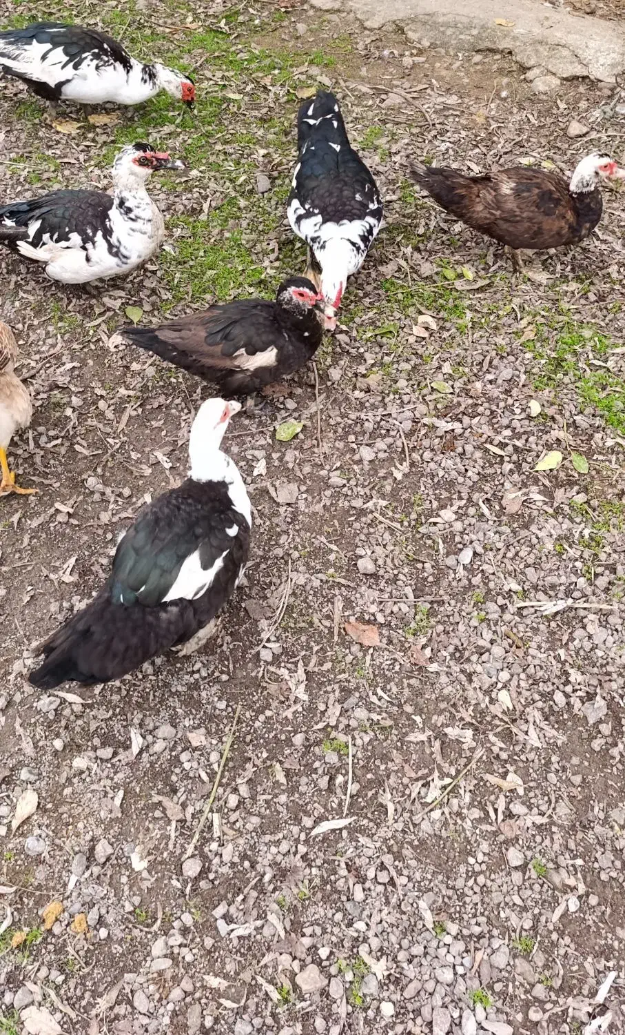 اردک اسرائیلی|حیوانات مزرعه|لاهیجان, بازکیاگوراب|دیوار