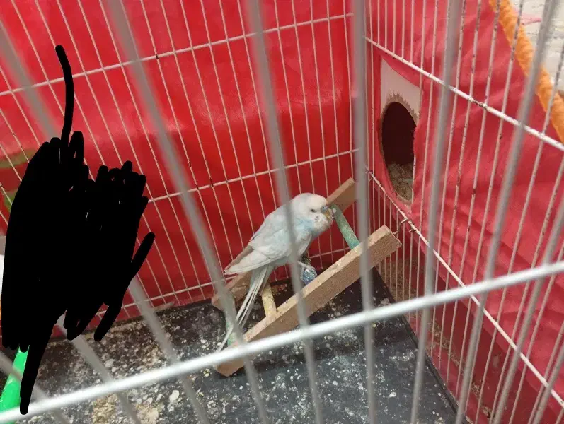 گم شده|حیوانات|تربت جام, شهید نصرالهی|دیوار