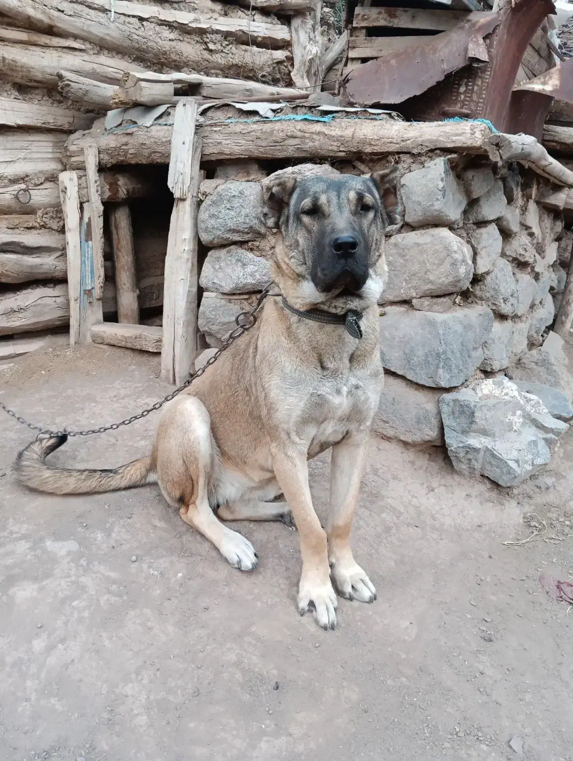 واگذاری|سگ|سراب, |دیوار