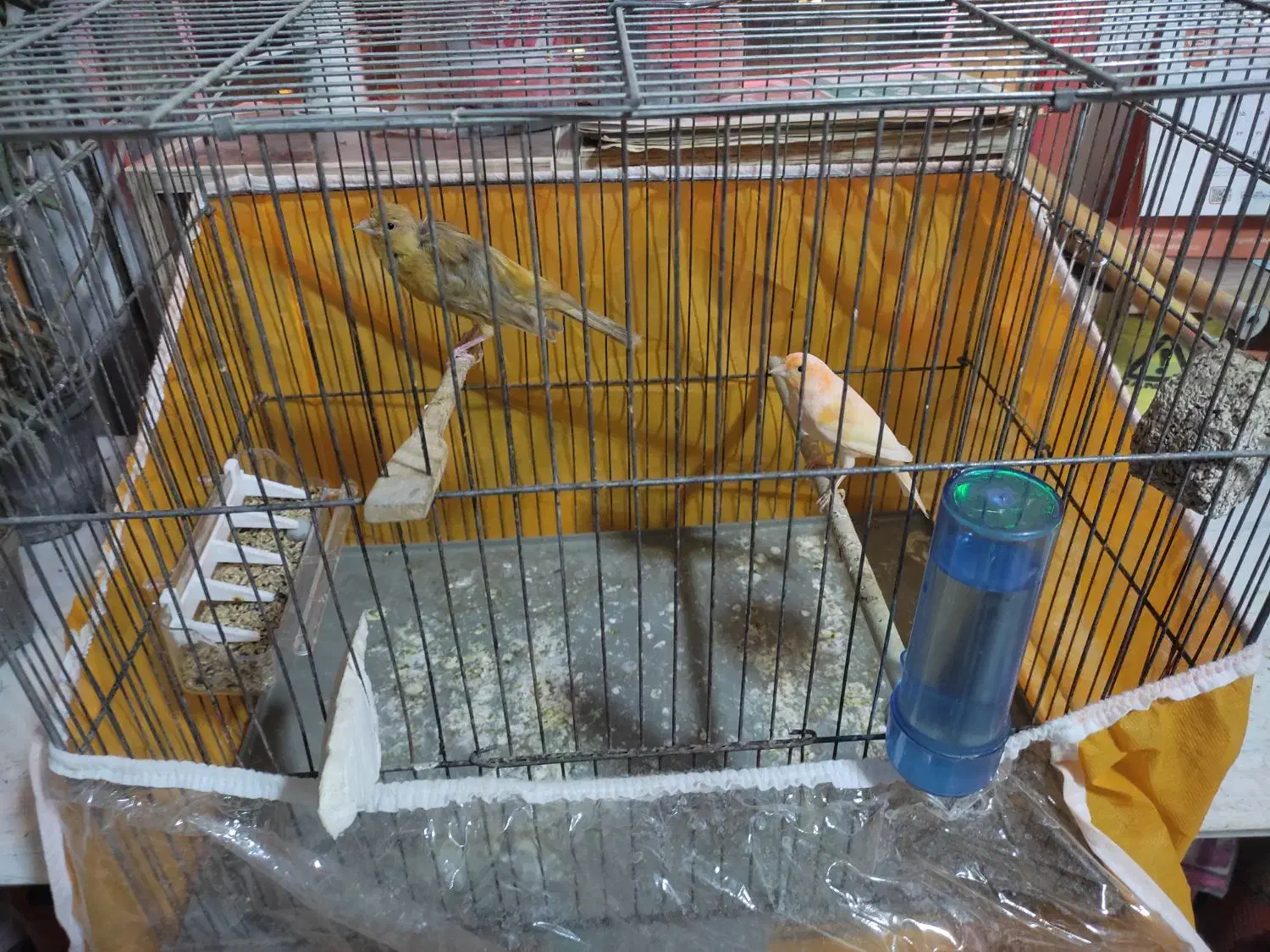 قناری|پرنده|بجنورد, |دیوار