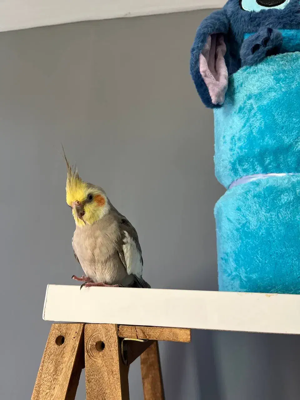 عروس هلندی گم شده|پرنده|مهاجران, |دیوار