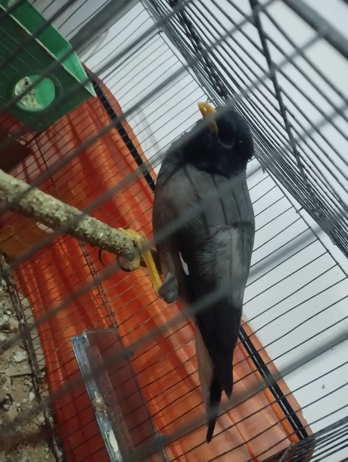 یک عدد مرغ مینا|پرنده|عنبرآباد, |دیوار